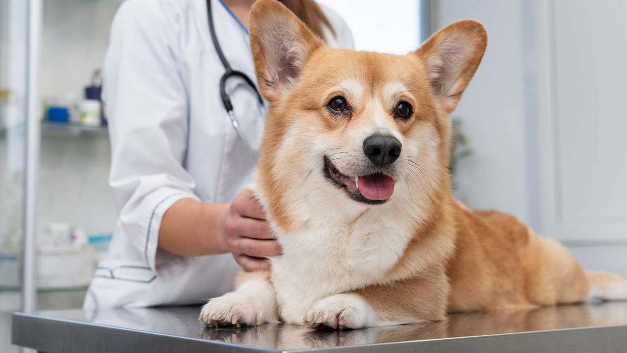 O que fazer caso seu pet esteja contagiado pela Leishmaniose Visceral Canina?